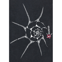 T-shirt Bio Crop Le Coquillage